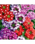 Verbena hybrida